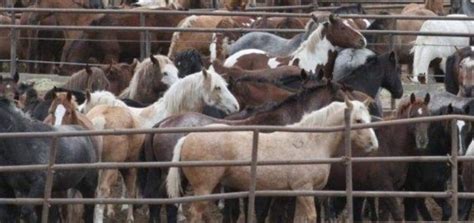 Horse kill pen locations - Brewski's Basement. 315 Main Street Suite 100, Little Rock, Arkansas 72201. (www.brewskispubandgrub.com) Central Arkansas Slaughterbound Horses / Kill Pen Horses is an Agricultural Service, located at: 3097 AR-5, El Paso, AR, Little Rock, Arkansas 72045. 